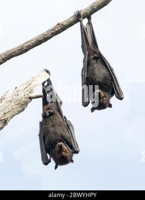 Renards volants à tête grise et chauves-souris à fruits australiens, Pteropus poliocephalus, accrochés à la branche d'arbre et sur fond de ciel clair Banque D'Images