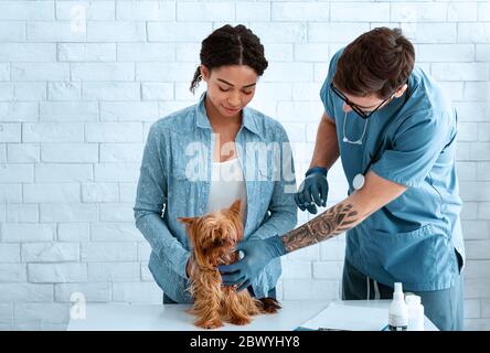 Immunisation des animaux de compagnie. Vétérinaire doc faisant l'injection de vaccin à mignon chien au bureau médical, espace de copie Banque D'Images