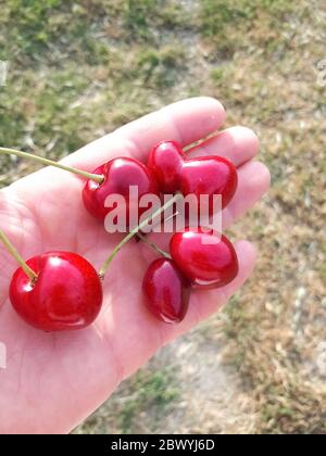 Baies de cerises douces dans les mains de la femme qui les a recueillies. Banque D'Images