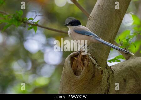 Un magpie ailé d'azur (Cyanopica cyanus) dans les arbres du parc Izumi no Mori, Kanagawa, Japon. Banque D'Images