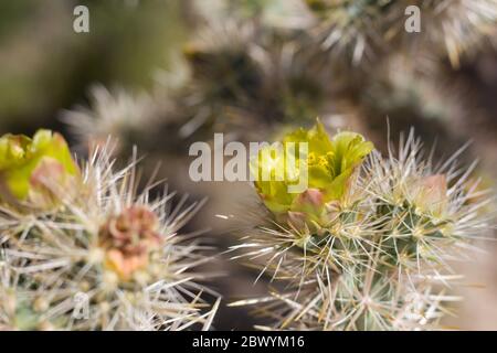 Cholla argentée, Cylindripuntia Echinocarpa, Cactaceae, vivace indigène dans les franges des palmiers de Twentynine, désert de Mojave du Sud, Springtime. Banque D'Images