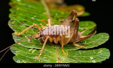 Image détaillée du katydid sur les feuilles vertes Banque D'Images