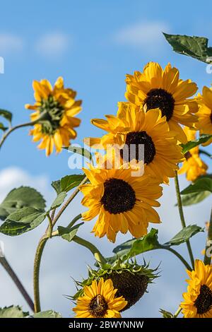 tournesols en pleine fleur sous un ciel bleu vif avec des nuages blancs moelleux Banque D'Images