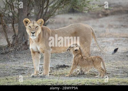 Adulte unique Lioness debout en alerte alors que son cub continue à sucer Ndutu Tanzanie Banque D'Images