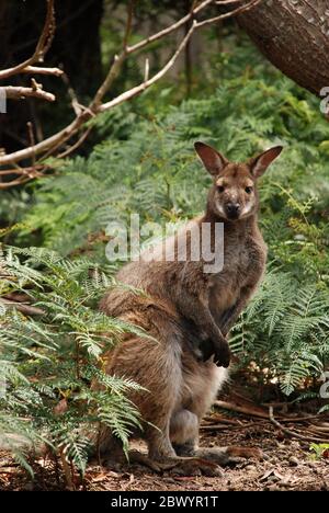 Un mâle sauvage de Bennetts wallaby (Notamacropus rufogriseus) en Tasmanie, en Australie Banque D'Images