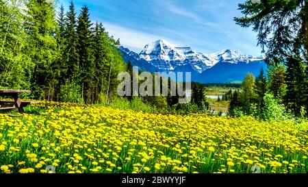 Le pissenlit emplit Meadow avec le Mont Robson en arrière-plan dans le parc provincial du Mont Robson, en Colombie-Britannique, au Canada Banque D'Images