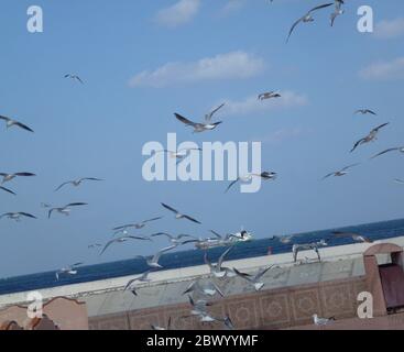 Troupeau d'oiseaux. Muscat, la capitale portuaire d'Oman, est située sur le golfe d'Oman, entouré de montagnes et de désert. Oman, officiellement le Sultanat d'Oman, est un pays situé sur la côte sud-est de la péninsule arabe en Asie occidentale. Avec son histoire remontant à l'antiquité, il mélange des gratte-ciels et des centres commerciaux haut de gamme avec des sites au sommet de la falaise tels que les forts portugais du XVIe siècle, Al Jalali et Mirani, qui se dresse au-dessus du port de Muscat. Banque D'Images