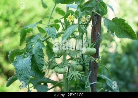 Une banque de tomate avec beaucoup de légumes verts et de fleurs dans un jardin Banque D'Images