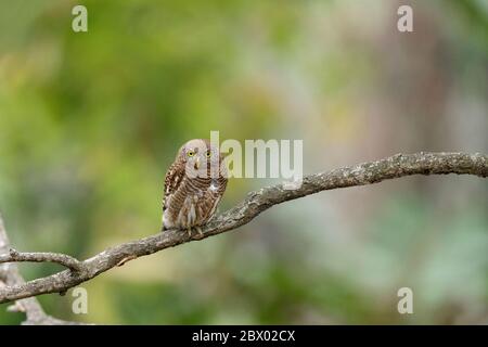 Owlet de barque asiatique, Glucidium cuculoides, Latpanchar, Mahananda Wild Life Sanctuary, Darjeeling, Bengale du Nord, Inde Banque D'Images