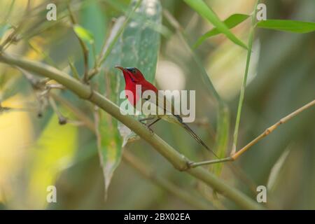 Crimson sunbird, Aethopyga siparaja, mâle, Latpanchar, Mahananda Wild Life Sanctuary, Darjeeling, Bengale du Nord, Inde Banque D'Images