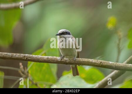 Bulbul à ventilation rouge, bengalensis, Pycnonotus cafer bengalensis Blyth, 1845, Latpanchar, Mahananda Wild Life Sanctuary, Darjeeling, Bengale du Nord, Inde Banque D'Images