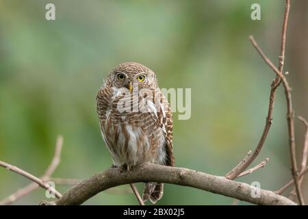 Owlet de barque asiatique, Glaucidium cuculoides, Mahananda Wild Life Sanctuary, Darjeeling, Bengale du Nord, Inde Banque D'Images