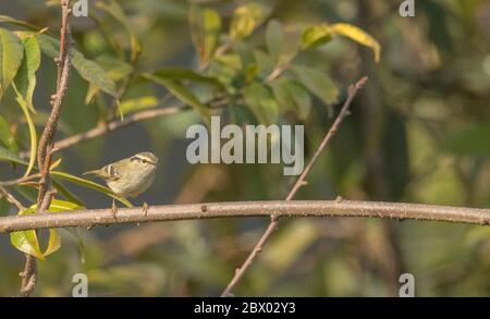 Paruline à rumissement de citron ou Paruline à rumissement pâle, Reno, Bengale occidental, Inde, Bengale occidental, Inde Banque D'Images