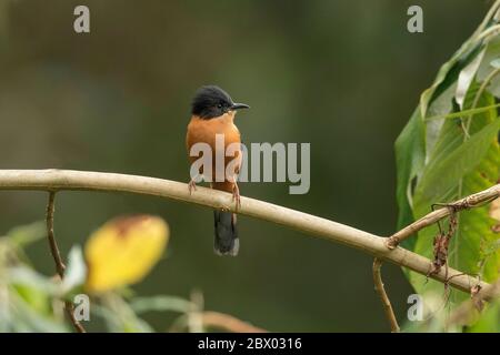 Sibia rufous, Heterophasia capistrata, Mahananda Wild Life Sanctuary, Darjeeling, Bengale du Nord, Inde Banque D'Images