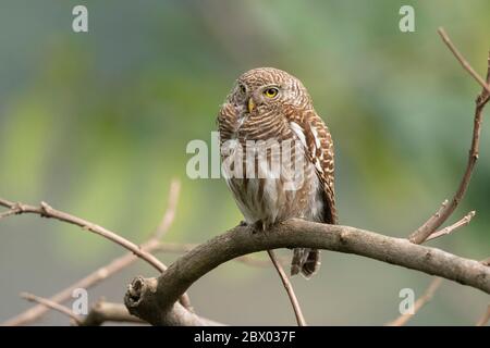 Owlet de barque asiatique, Glaucidium cuculoides, Mahananda Wild Life Sanctuary, Darjeeling, Bengale du Nord, Inde Banque D'Images