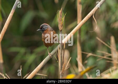 Ringthrush couronné de châtaignier, Trochalopteron erythrocephalum, Parc national de Gorumara, Bengale-Occidental, Inde Banque D'Images