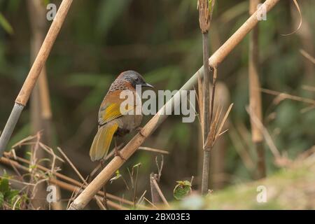 Ringthrush couronné de châtaignier, Trochalopteron erythrocephalum, Parc national de Gorumara, Bengale-Occidental, Inde Banque D'Images