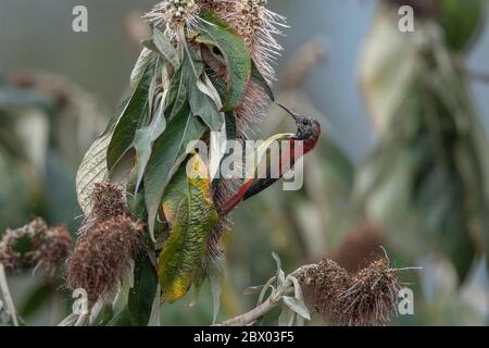 sunbird à queue de feu, Aethopyga ignicauda, Male, Lava, district de Kalimpong, Bengale occidental, Inde Banque D'Images