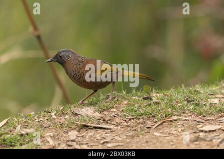 Ringthrush couronné de châtaignier, Trochalopteron erythrocephalum, Parc national de Gorumara, Bengale-Occidental, Inde Banque D'Images