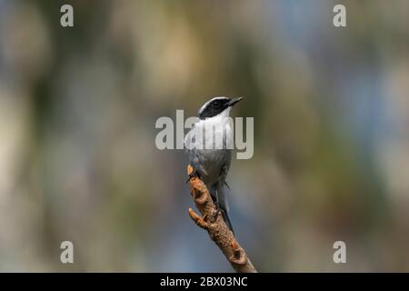 Chat de brousse grise, Saxicola ferreus Lava, district de Kalimpong, Bengale-Occidental, Inde Banque D'Images