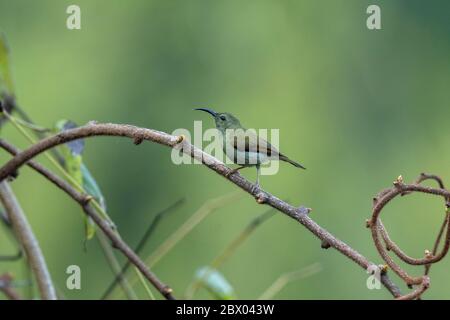 sunbird à queue verte, Aethopyga nipalensis, femelle, Lava, district de Kalimpong, Bengale occidental, Inde Banque D'Images