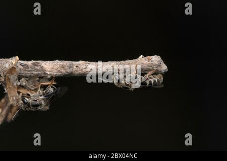 Guêpe de coupe de feuilles de Cuckoo, Coelioxys conoidea, Megachilidae, Lonand, Maharashtra, Inde Banque D'Images