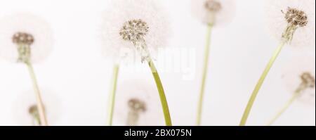 Macro d'un pissenlit moelleux, mise en page florale créative, horizontale. Banque D'Images