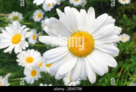 Grande fleur de Marguerite lumineuse, également connue sous le nom de Marguerite rose ou Marguerite. Banque D'Images