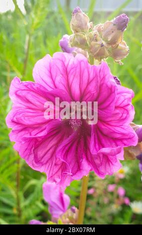 Image détaillée d'une fleur de géranium rose à violet Banque D'Images