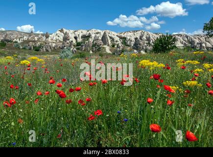 Un champ de coquelicots rouges turcs sauvages (nom scientifique Papaver Glacum) qui poussent près de Göreme dans la région de Cappadoce en Turquie anatolienne. Banque D'Images