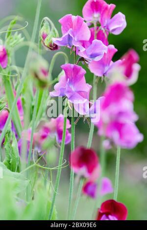 lathyrus odoratus « Blue Shift », Sweet Pea « Blue Shift » Banque D'Images