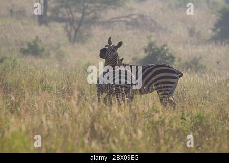 Zèbres debout dans l'herbe haute en début de matinée au Kenya. Banque D'Images