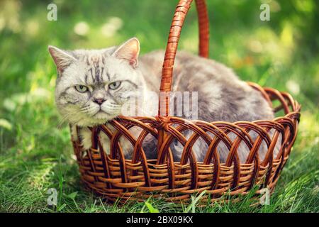 Chat siamois allongé dans un panier sur l'herbe un jour ensoleillé d'été Banque D'Images