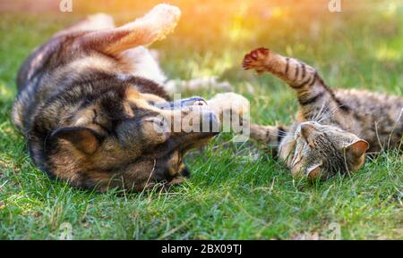 Chien et chat meilleurs amis jouant ensemble en plein air. Couché sur le dos Banque D'Images