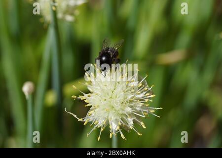 Bumblebee à queue rouge (Bombus lapidarius), famille des Apidae sur les fleurs pâles de Chives (Allium schoenoprasum), famille des Amaryllidaceae. Printemps, jardin hollandais Banque D'Images