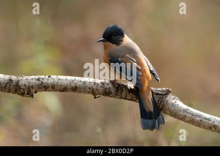 Un Sibia rufous (Heterophasia capistrata), perché sur une branche du village de Pangot - Uttarakhand, dans le nord-est de l'Inde. Banque D'Images