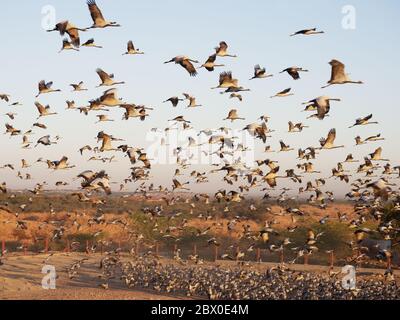 Grue Demoiselle - troupeaux encerclant le centre d'alimentation Grus virgo Khichhan, Rajasthan, Inde BI032362 Banque D'Images