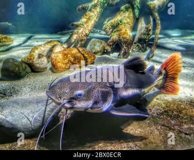 Petit requin-poisson-chat dans l'aquarium Banque D'Images