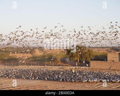 Grue Demoiselle - troupeaux encerclant le centre d'alimentation Grus virgo Khichhan, Rajasthan, Inde BI032366 Banque D'Images