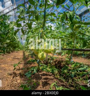 Les tomates vertes biologiques mûrissent en serre. Légumes sans produits chimiques, aliments sains Banque D'Images