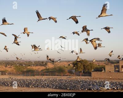 Grue Demoiselle - troupeaux encerclant le centre d'alimentation Grus virgo Khichhan, Rajasthan, Inde BI032368 Banque D'Images