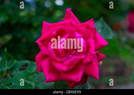 Une rose rose pleine de fleurs sur un Bush de pointe avec le feuillage vert derrière lui Banque D'Images