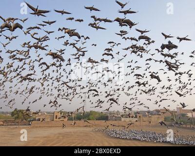 Grue Demoiselle - troupeaux encerclant le centre d'alimentation Grus virgo Khichhan, Rajasthan, Inde BI032369 Banque D'Images