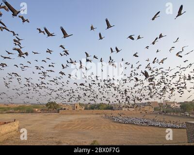 Grue Demoiselle - troupeaux encerclant le centre d'alimentation Grus virgo Khichhan, Rajasthan, Inde BI032373 Banque D'Images