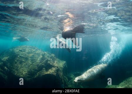 Un groupe de lions de mer sauvages de Californie (Zalophus californianus) jouent dans l'eau autour de Los Islotes, Baja California, Mexique. Banque D'Images