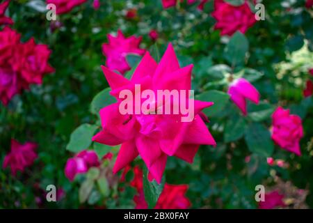 Une rose rose pleine de fleurs sur un Bush de pointe avec le feuillage vert derrière lui Banque D'Images