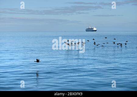 Troupeau des cormorans du Cap ou de la cape du Cap (Phalacrocorax capensis) dans la baie de Luderitz et bateau de croisière de luxe sur fond au lever du soleil Banque D'Images