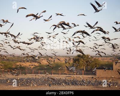 Grue Demoiselle - troupeaux encerclant le centre d'alimentation Grus virgo Khichhan, Rajasthan, Inde BI032408 Banque D'Images