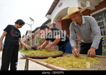 (200604) -- XIUSHUI, le 4 juin 2020 (Xinhua) -- un villageois réétabli Lin Yinghua (C) et un voisin, qui sont réemployés par une coopérative d'herbes, des chèvrefeuille d'or et d'argent à sec dans une communauté de réinstallation de lutte contre la pauvreté dans le village de Huangsha, dans le canton de Xiushui, province de Jiangxi, dans l'est du comté de Jiangxi, le 20 mai 2020. Au cours de la période du 13ème Plan quinquennal (2016-2020) de la Chine, le gouvernement local de Xiushui a construit 141 communautés de réinstallation pour plus de 10,000 000 habitants ruraux pauvres, qui avaient l'habitude de lutter contre la vie dans les régions montagneuses du comté. La région rurale réinstallée resid Banque D'Images