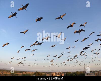 Grue Demoiselle - troupeaux encerclant le centre d'alimentation Grus virgo Khichhan, Rajasthan, Inde BI032417 Banque D'Images